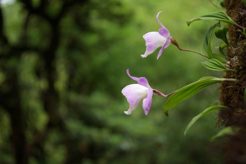 Orchids in the Annapurna forest.