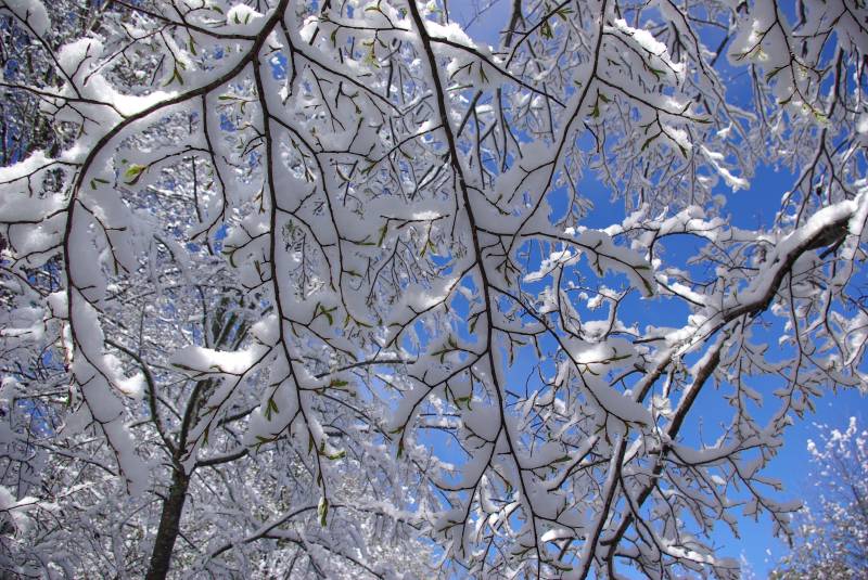 Snowy branches in Malalcahuello.
