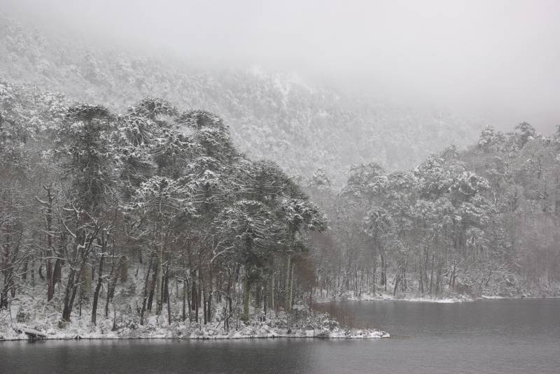 Frozen forest by a lake in the Huerquehue national park.