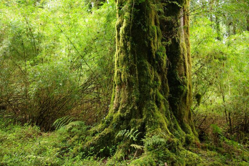 Mossy forest in the Alerce Andino national park.