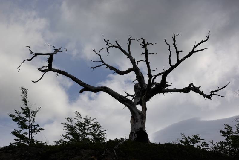 Dead tree in Torres del Paine.