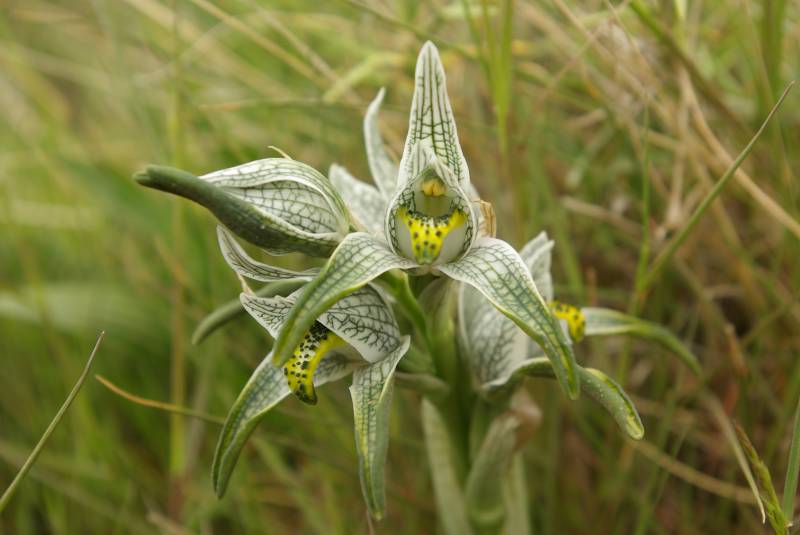 Chloraea magellanica orchid.