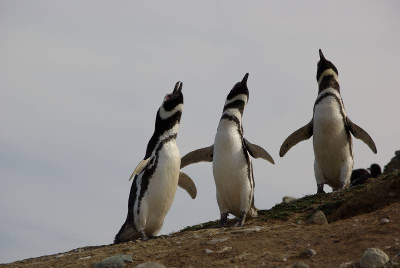 Magellanic penguins on Isla Magdalena.