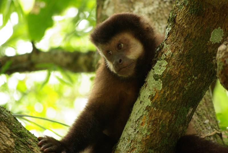 Capuchin monkey at the Iguazu falls.
